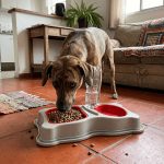 Comedouro pet Durapets 750/550ml para cães e gatos com desconto